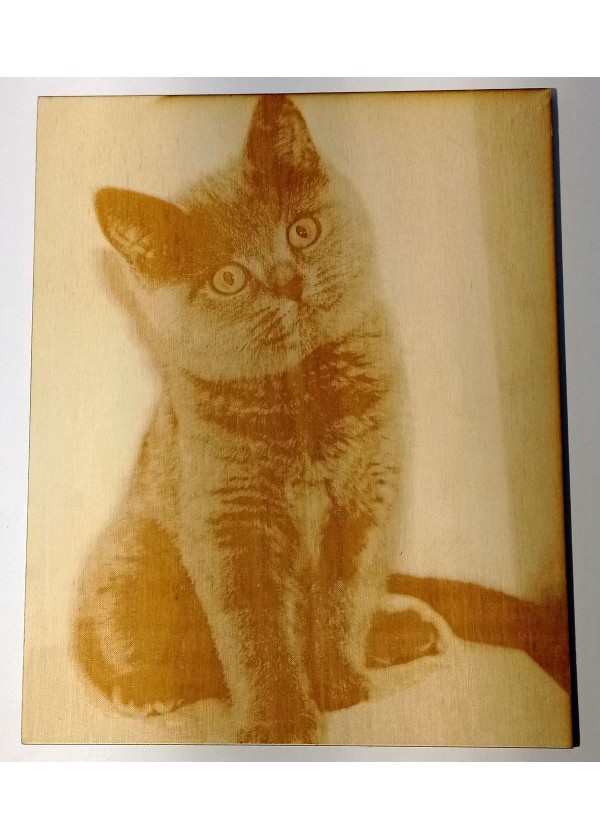 Mačka - gravirana slika na les